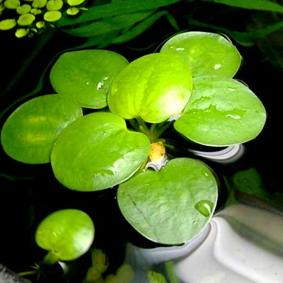 Limnobium spongia los
