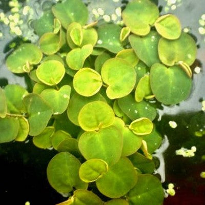 Phillamtus fluitans per portie 125 cc.