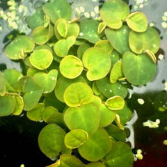 Phillamtus fluitans per portie 125 cc.