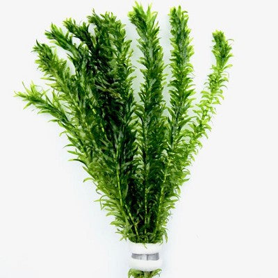 Elodea densa    Waterpest, bundel
