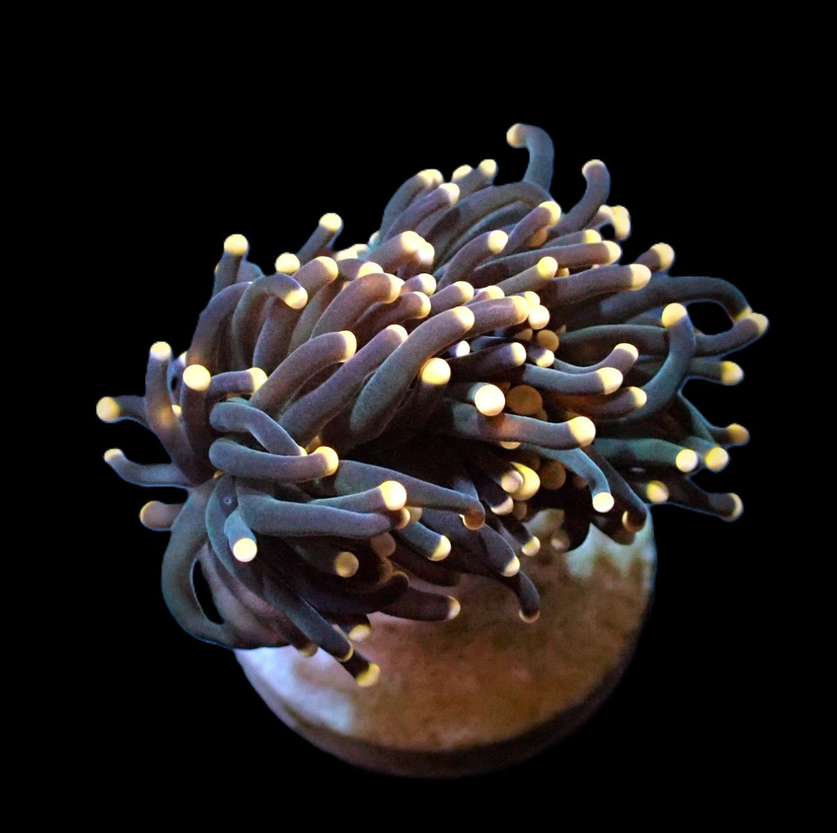 Euphyllia glabrescens (Premium) (1 hd.)
