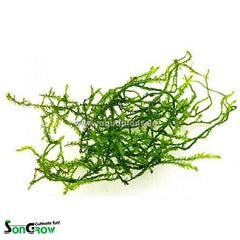 Weeping moss in cup 80cc. @