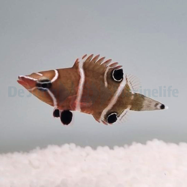 Wetmorella albofasciata
