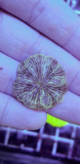 Diaseris fragilis