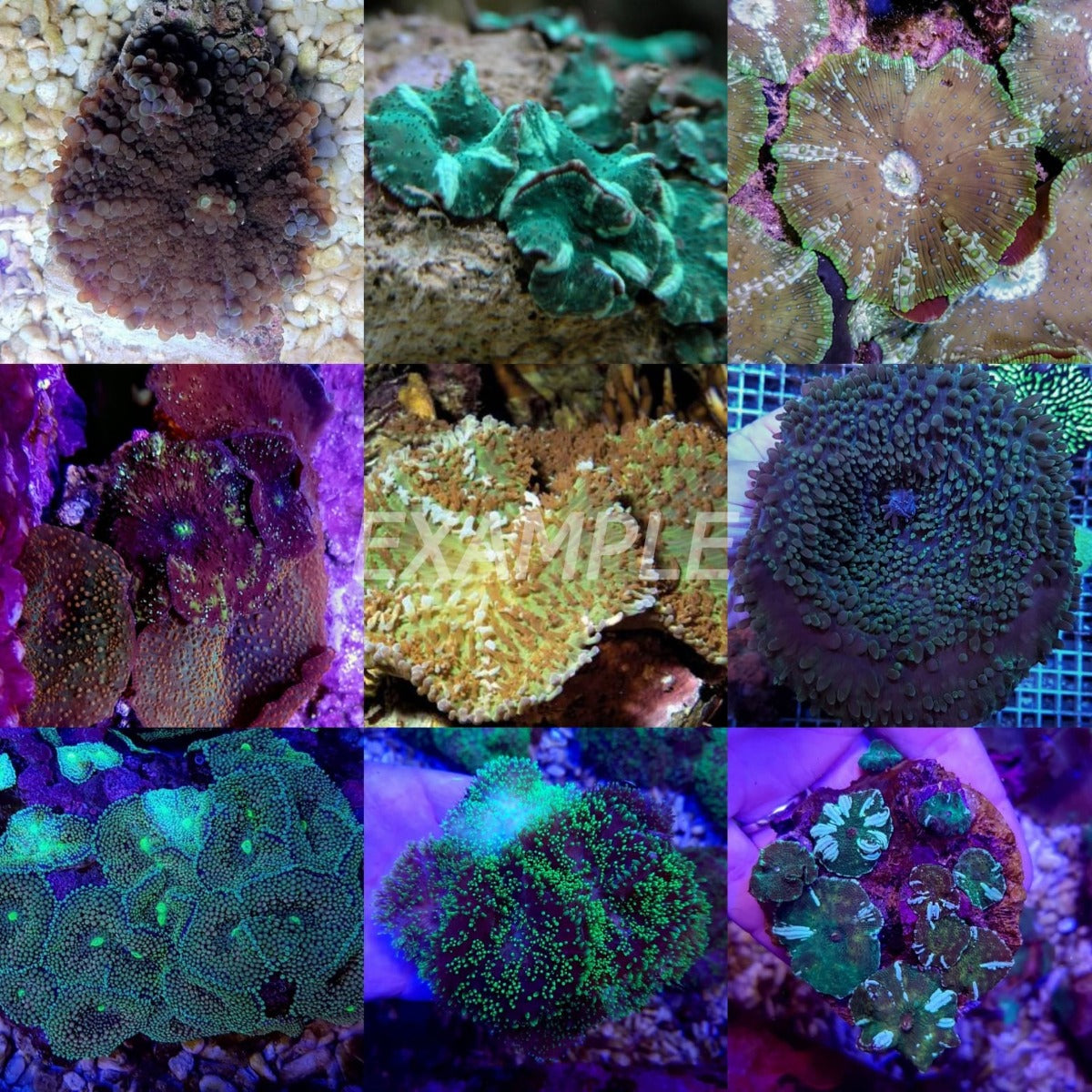 Coral pack - Mix Mushrooms 5pcs (medium)