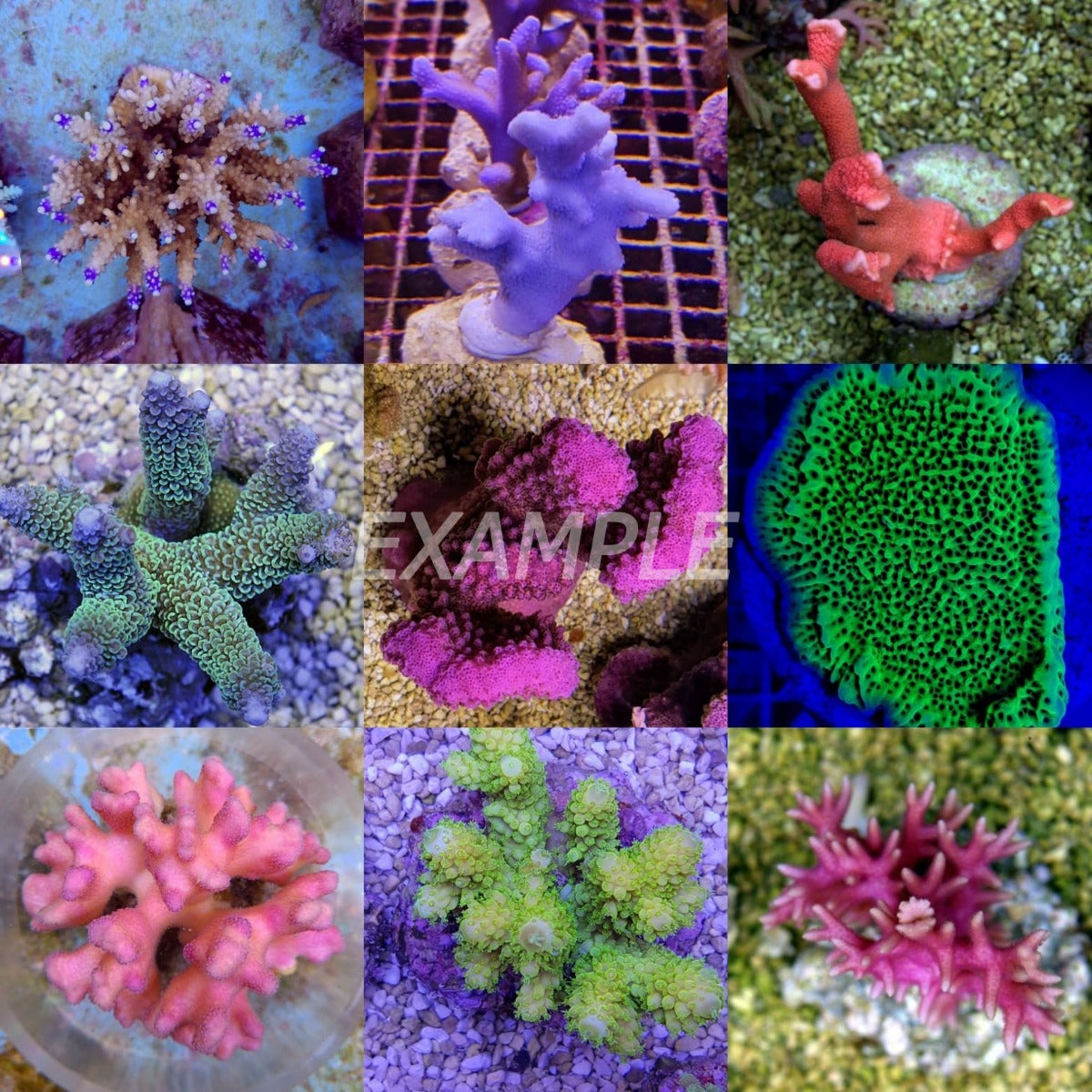 Coral pack - Mix SPS corals Grade A 5 pcs (medium)