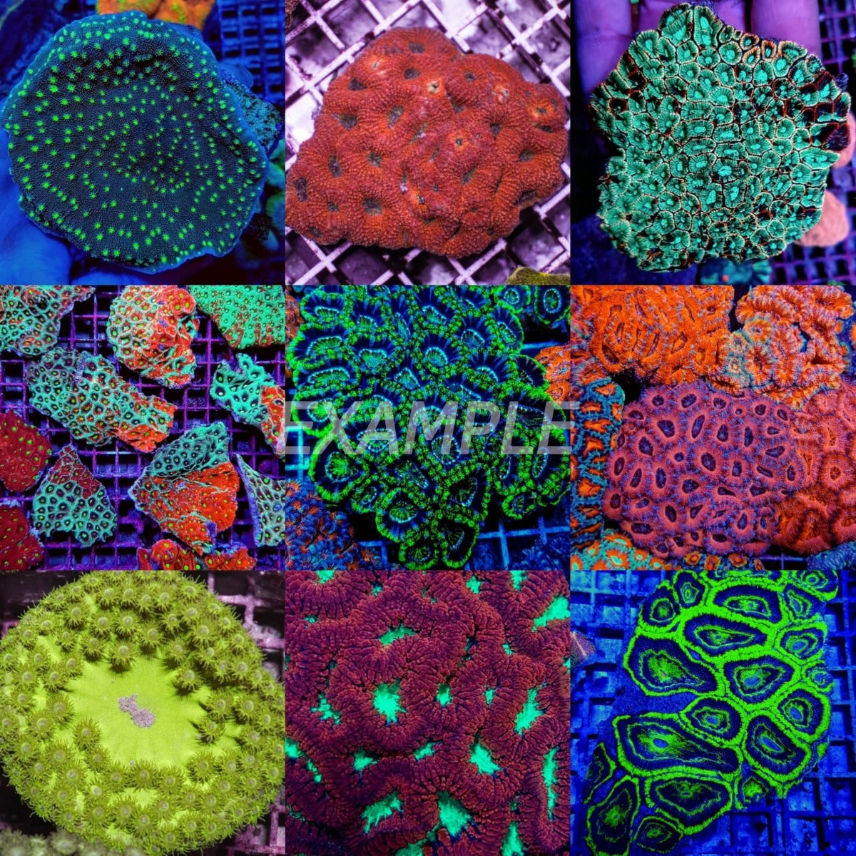 Coral pack - Mix LPS corals Grade A 10 pcs (medium)