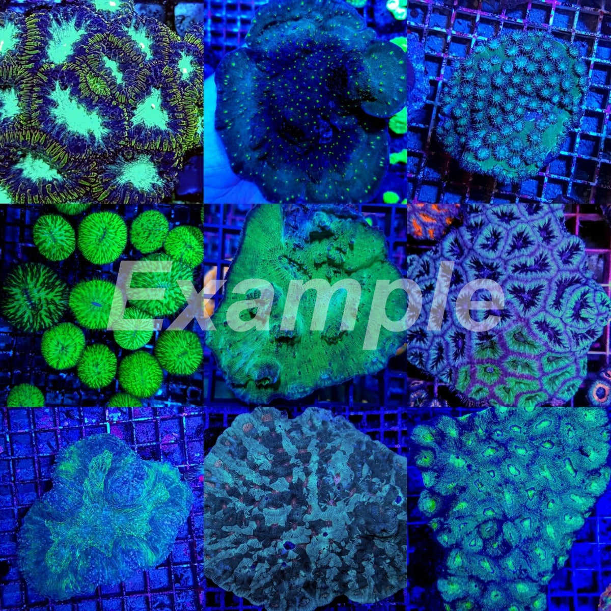 Coral pack - Mix LPS corals Common 20 pcs (small)