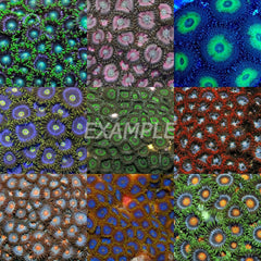 Coral pack - Mix Zoanthus 5 pcs (medium).
