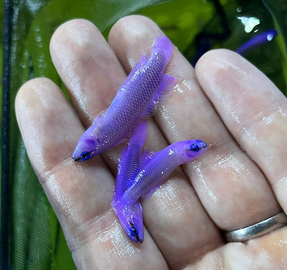 Pseudochromis fridmani (Crossback) - T.B.