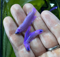 Pseudochromis fridmani (Crossback) - T.B.