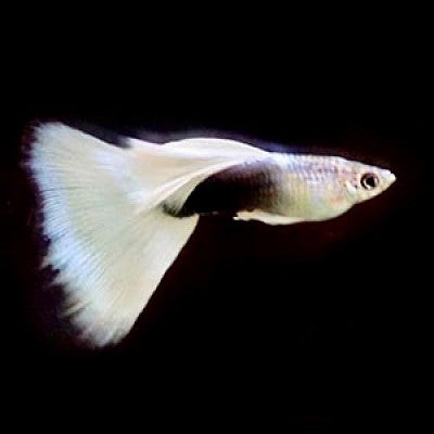 Guppy white tuxedo M ECO