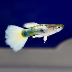 Poecilia ret.   Yellow tuxedo guppy XL