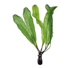 Aponogeton henkelianus knol