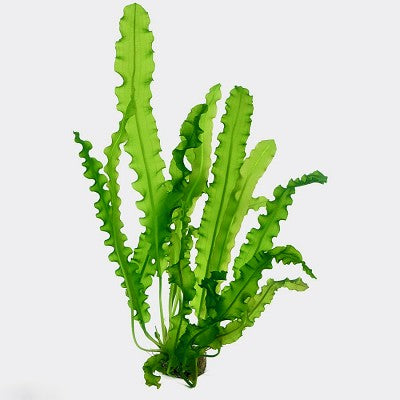 Ap.longiplumulosus knol (met blad)