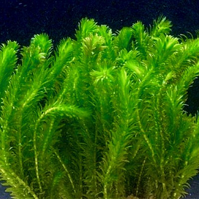 Elodea densa    Waterpest los 50 stuks