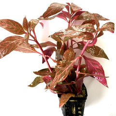 Alt.reineckii in terra cotta  pot