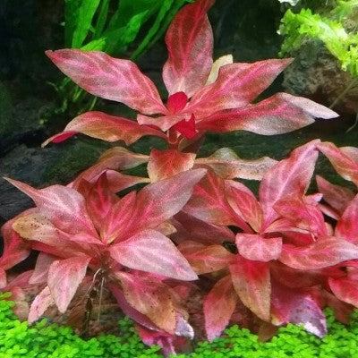 Alternanthera reinickii rosanervig pot #