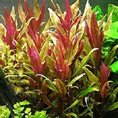 Alternanthera rosaeofolia in pot @