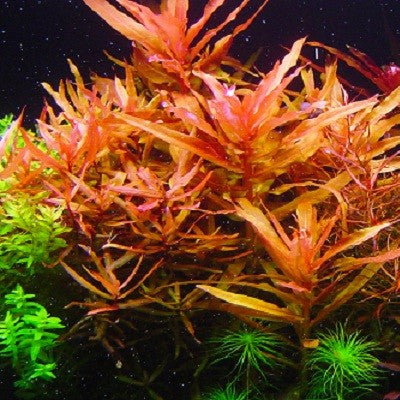 Ammania senegalensis in pot