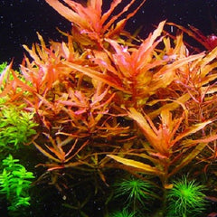 Ammania senegalensis in pot