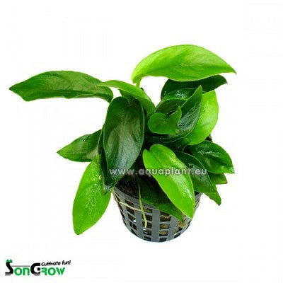 Anubias bonsai  in pot @