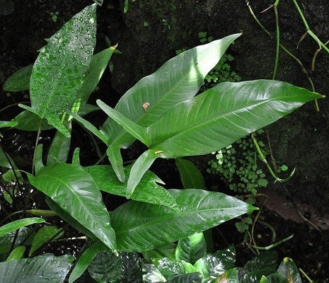 Anubias gilletii in pot