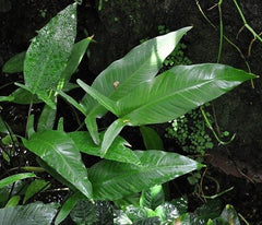 Anubias gilletii in pot