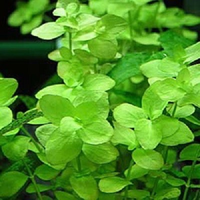 Bacopa australis in pot @