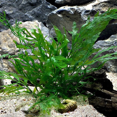 Bolbitus heudelotii in pot