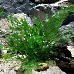 Bolbitus heudelotii in pot