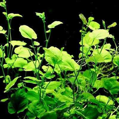 Cardamina lyrata in pot