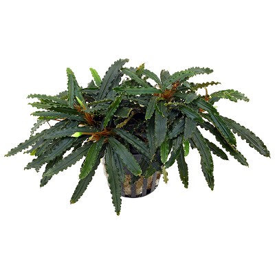 Bucephalandra biblis in pot