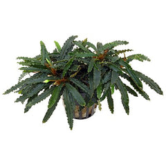 Bucephalandra biblis in pot