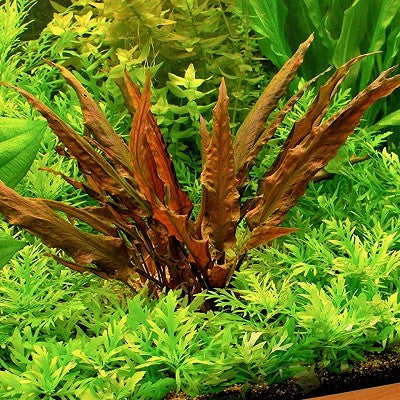 Cryptocoryne wendtii red in pot @
