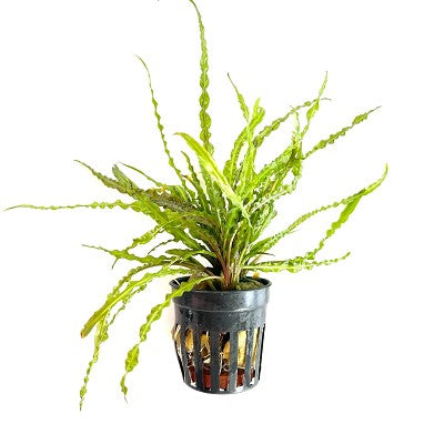 Cryptocoryne balansae in pot  @