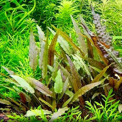 Cryptocoryne petchii in pot