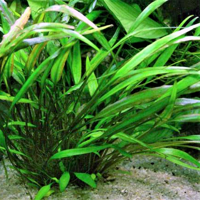 Cryptocoryne willisii in pot