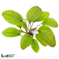Echinodorus devils eye in pot #