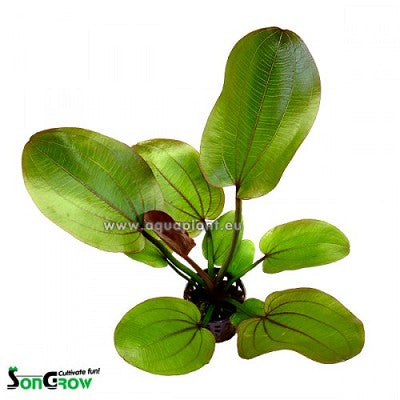 Echinodorus compacta  in pot