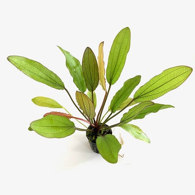 Echinodorus rose in pot