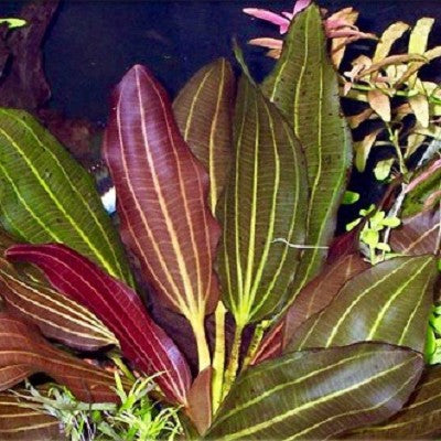 Echinodorus barthii in pot