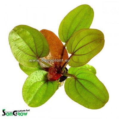 Echinodorus reni in pot @