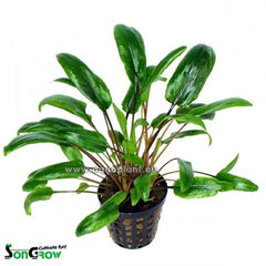 Cryptocoryne species green in pot #
