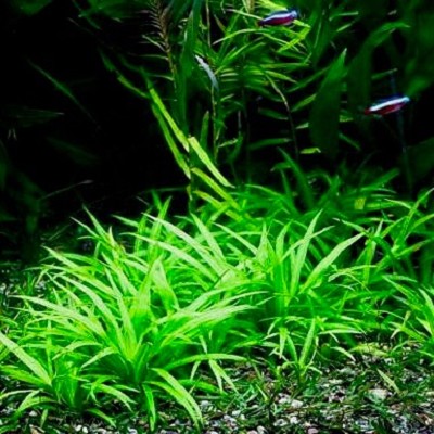 Echinodorus tenellus in pot