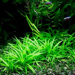 Echinodorus tenellus in pot @