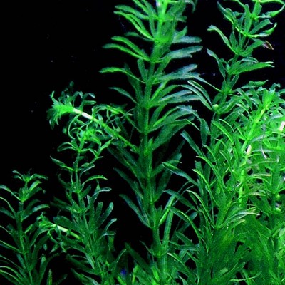 Elodea densa in pot
