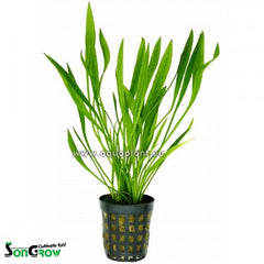 Echinodorus latifolius in pot