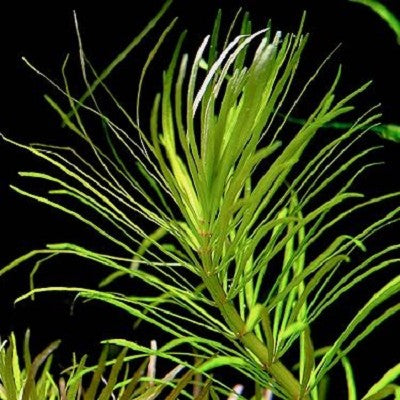 Eustralis stellata grof in pot @