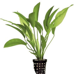 Echinodorus tricolor in pot